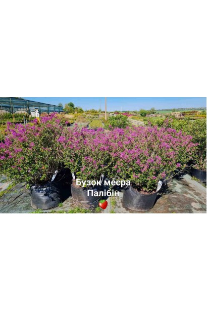 Бузок Меєра Палібін - 35л/вис.70-80см/Ø70-80см